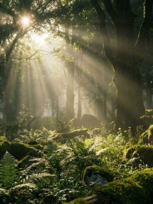 Orman banyosu, ormanda süzülen gün ışığı