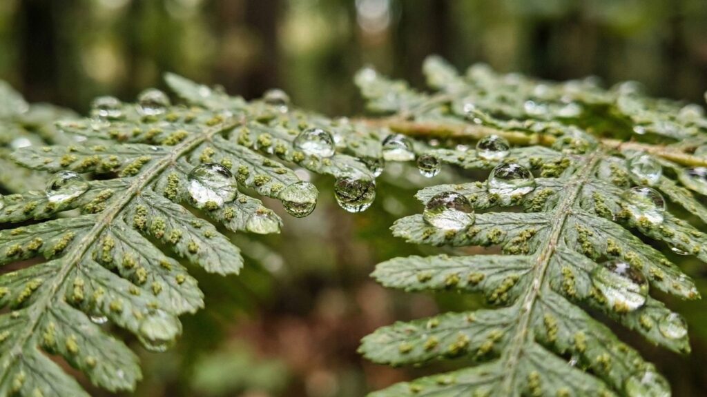 Voggia Orman Banyosu 2 | Voggia